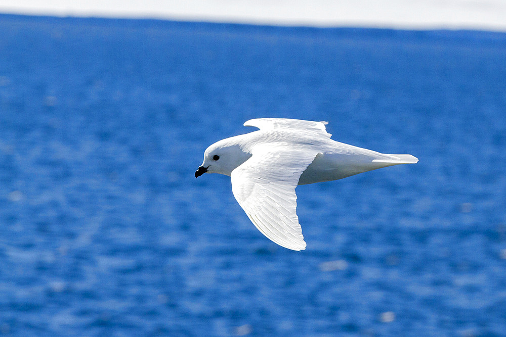 Adult snow petrel (Pagodroma nivea nivea), in flight near the Antarctic Peninsula, Antarctica, Southern Ocean, Polar Regions