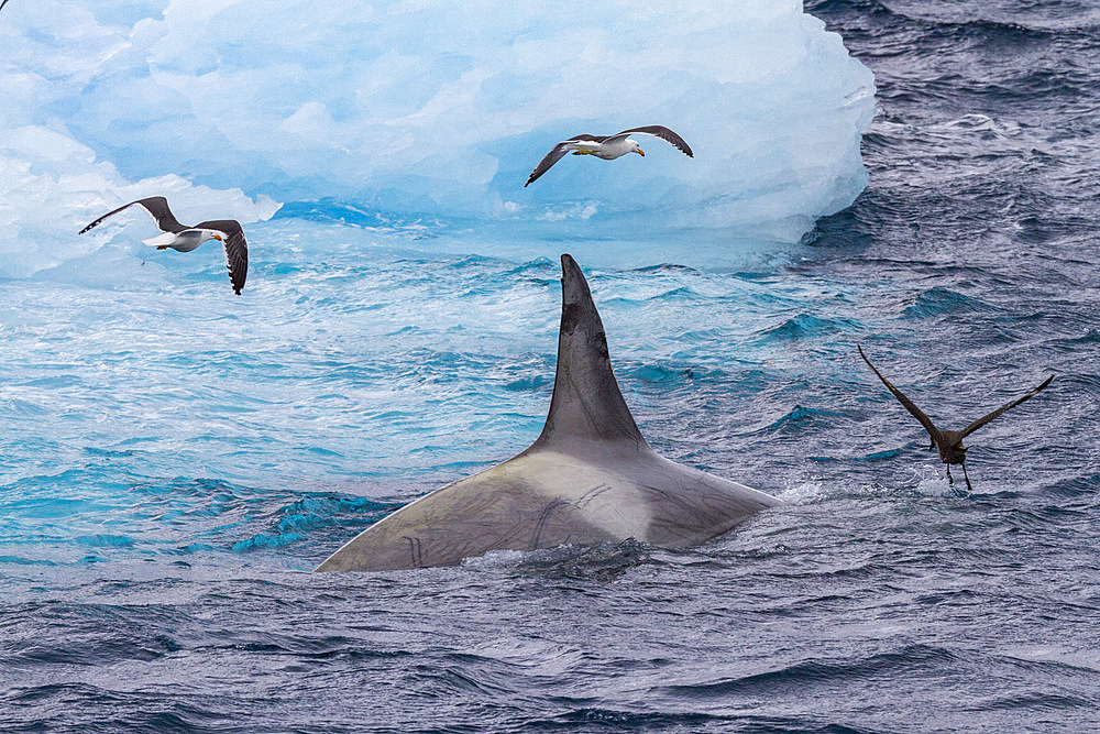 A small pod of pack Ice type B killer whales (Orcinus orca), just after making a Weddell seal kill in the Lemaire Channel, Antarctica, Polar Regions