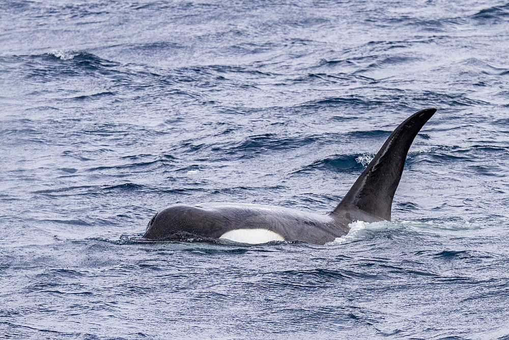 A small pod of pack Ice type B killer whales (Orcinus orca), just after making a Weddell seal kill in the Lemaire Channel, Antarctica, Polar Regions