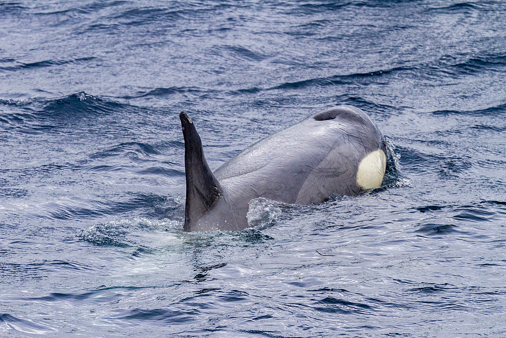 A small pod of pack Ice type B killer whales (Orcinus orca), just after making a Weddell seal kill in the Lemaire Channel, Antarctica, Polar Regions