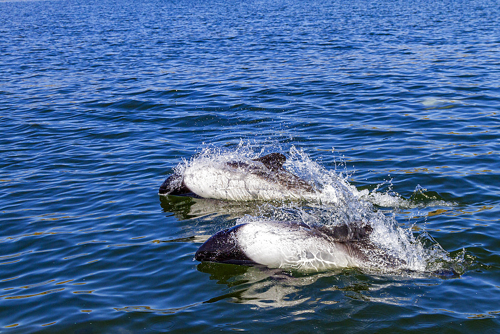 Adult Commerson's dolphin pair (Cephalorhynchus commersonii), surfacing in Stanley Harbor in the Falkland Islands, South America