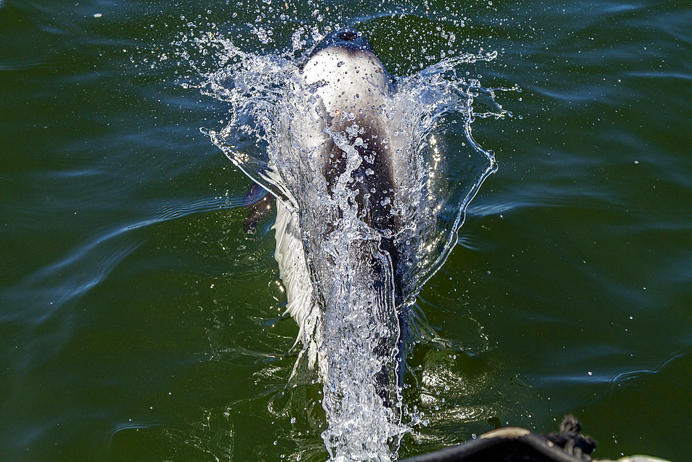 Adult Commerson's dolphin (Cephalorhynchus commersonii), surfacing in Stanley Harbor in the Falkland Islands, South America