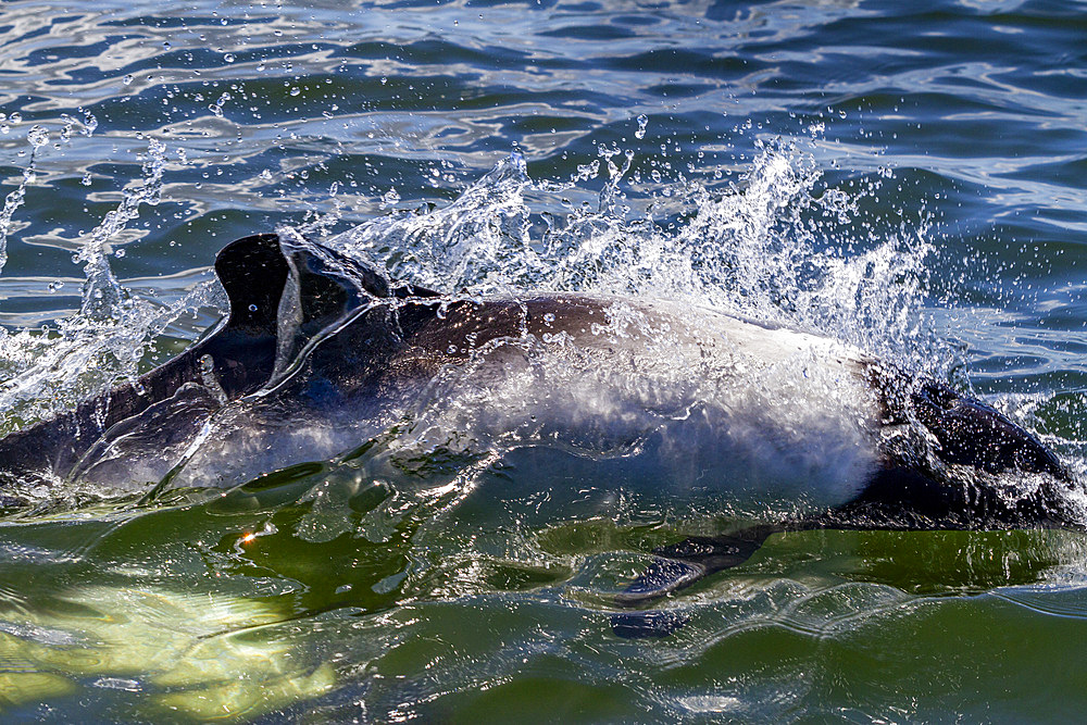 Adult Commerson's dolphin (Cephalorhynchus commersonii), surfacing in Stanley Harbor in the Falkland Islands, South America