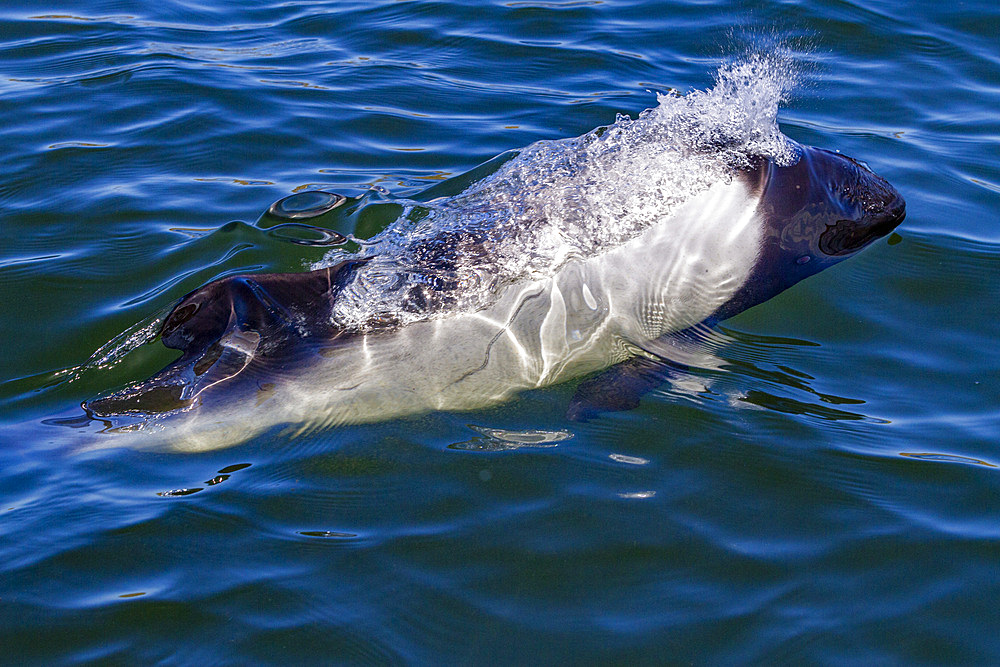 Adult Commerson's dolphin (Cephalorhynchus commersonii), surfacing in Stanley Harbor in the Falkland Islands, South America