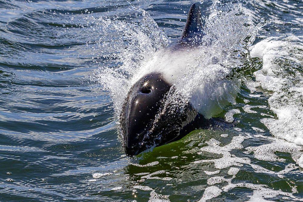 Adult Commerson's dolphin (Cephalorhynchus commersonii), surfacing in Stanley Harbor in the Falkland Islands, South America