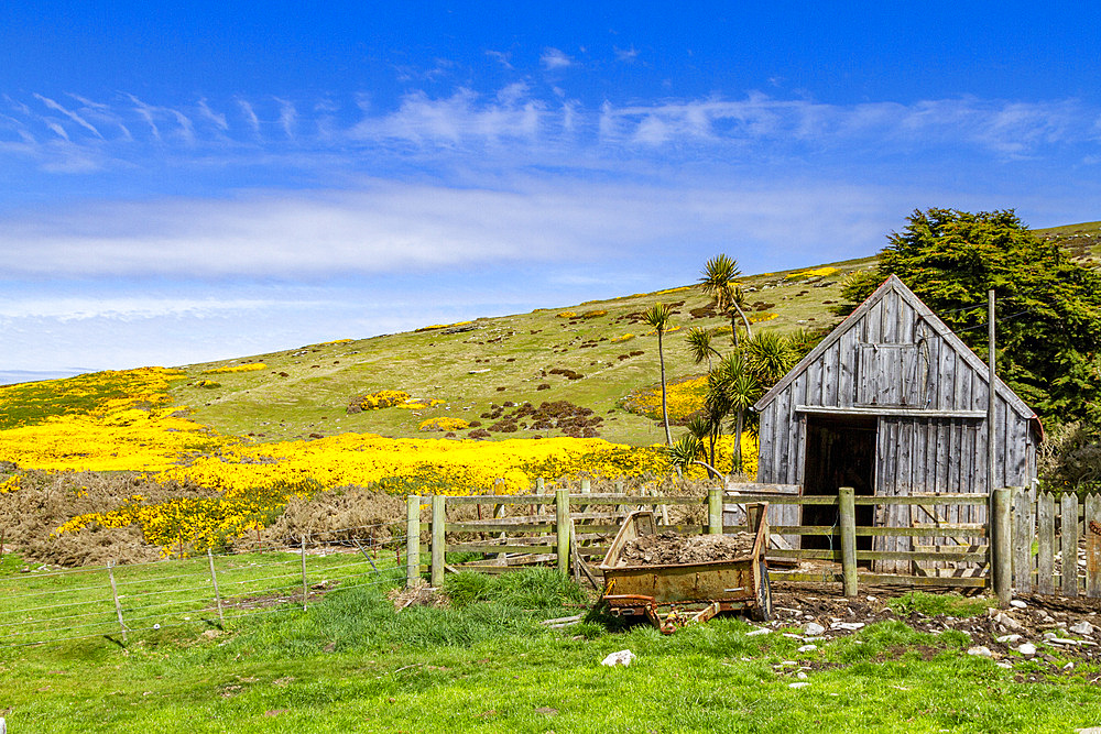 View of the McGill sheep farm on Carcass Island in Port Patterson in the Falkland Islands, South Atlantic Ocean, South America