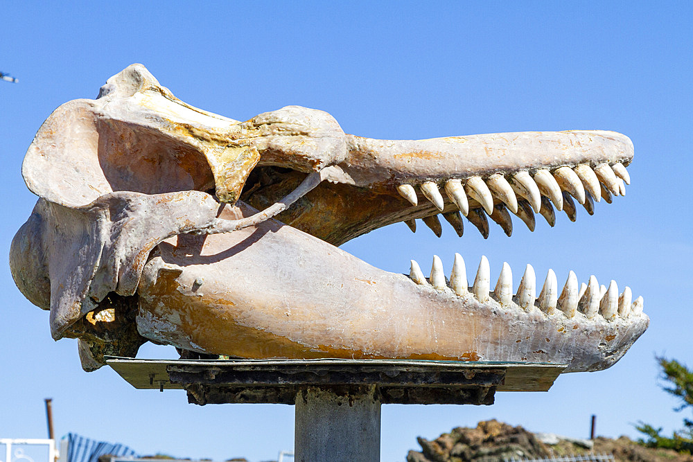 Skull of an adult killer whale (Orcinus orca), on display inside the town of Stanley, Falkland Islands, South Atlantic Ocean, South America