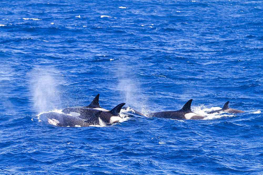 Small pod of eight to ten 'Type A' Oceanic killer whales (Orcinus orca), hunting near Stanley, Falkland Islands, South America