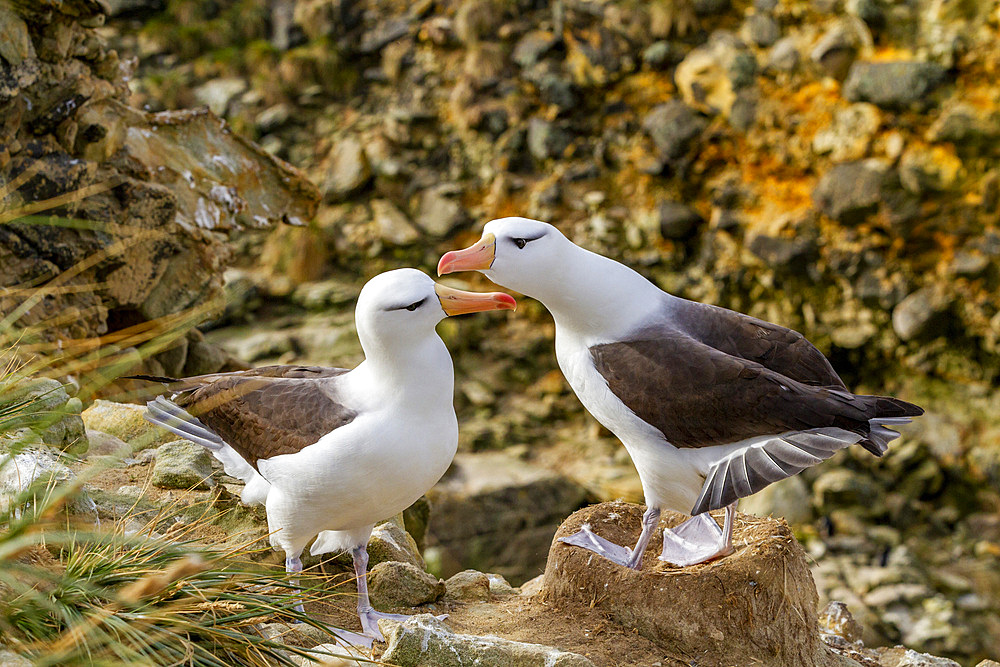 Adult black-browed albatross (Thalassarche melanophrys), pair in courtship display at nesting site on New Island, Falklands, South America