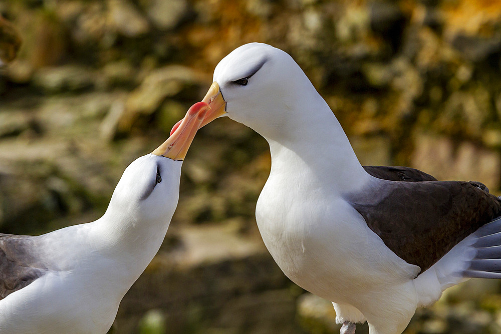 Adult black-browed albatross (Thalassarche melanophrys), pair in courtship display at nesting site on New Island, Falklands, South America