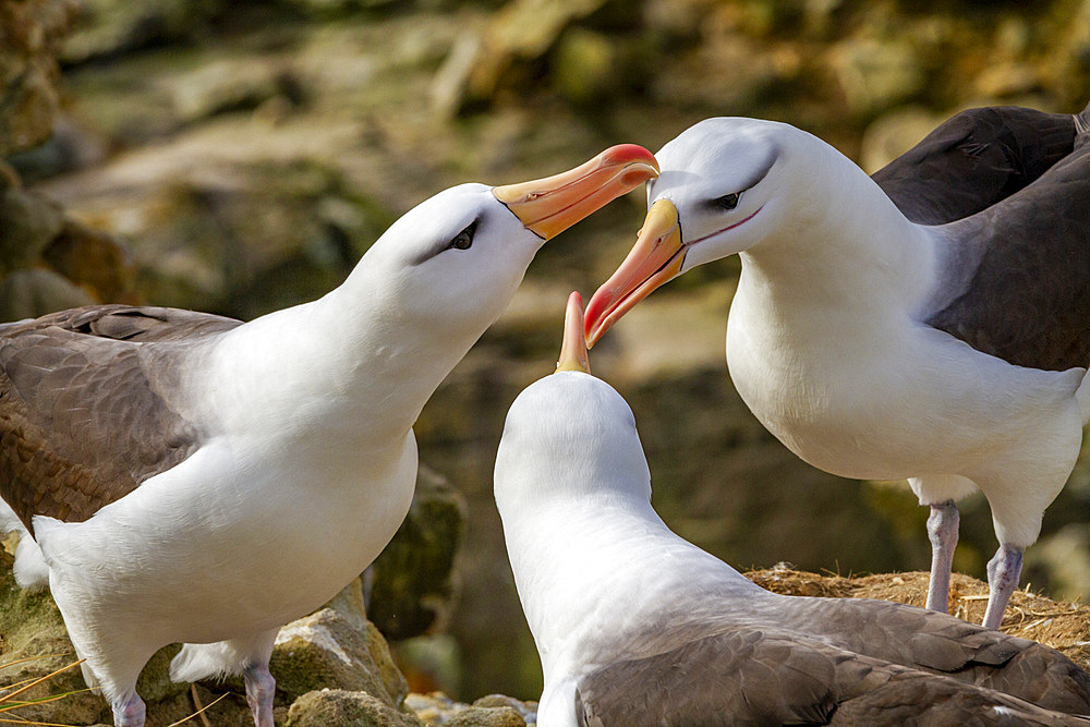 Adult black-browed albatross (Thalassarche melanophrys), trio in courtship display at nesting site on New Island, Falklands, South America