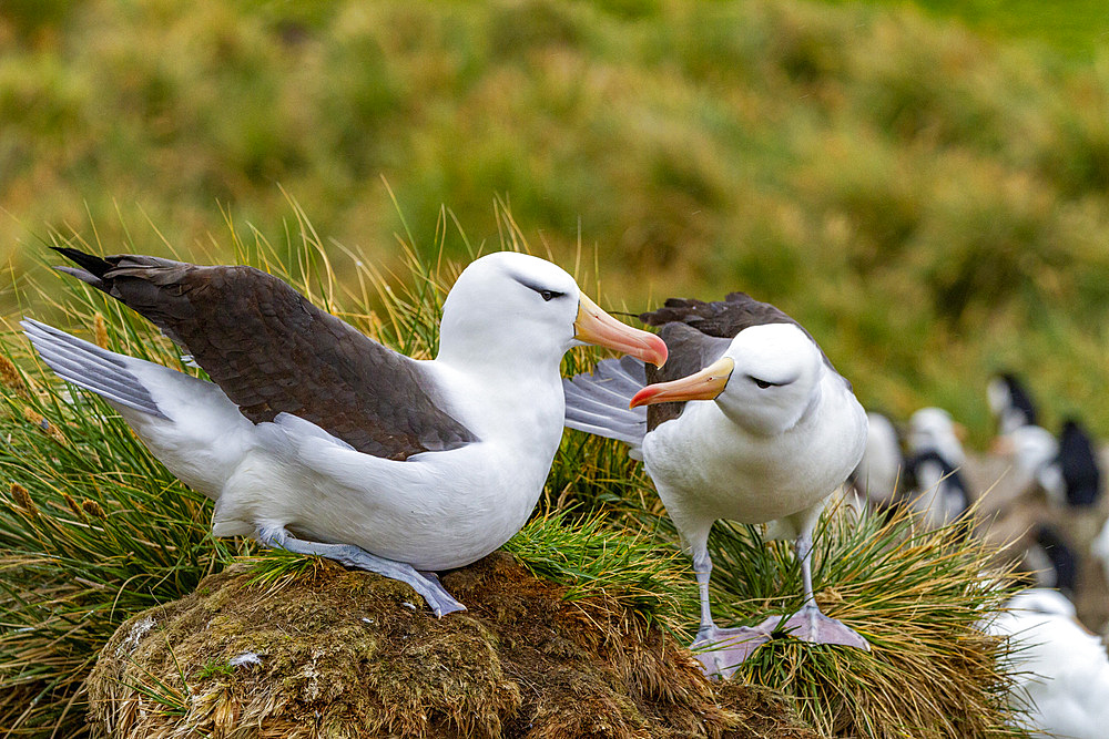 Adult black-browed albatross (Thalassarche melanophrys), pair in courtship display at nesting site on New Island, Falklands, South America