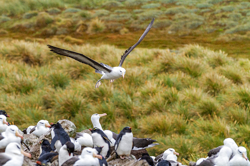 Adult black-browed albatross (Thalassarche melanophrys), in flight returning to nesting site on West Point Island, Falklands, South America