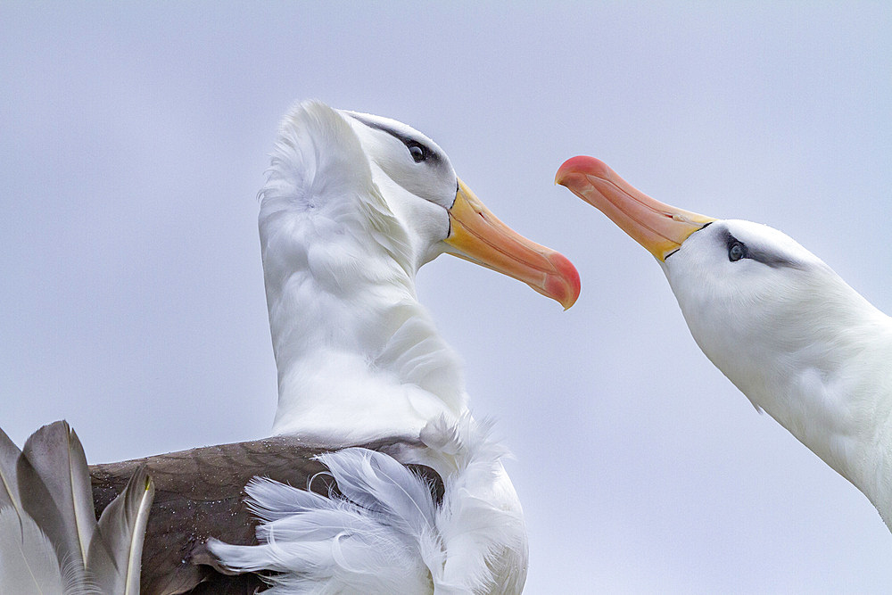 Adult black-browed albatross (Thalassarche melanophrys), pair in courtship display at nesting site on New Island, Falklands, South America