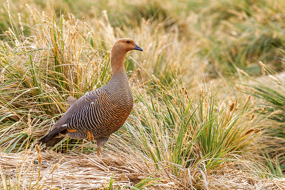 Adult female Magellan goose (upland goose) (Chloephaga picta), on New Island in the Falkland Islands, South Atlantic Ocean, South America