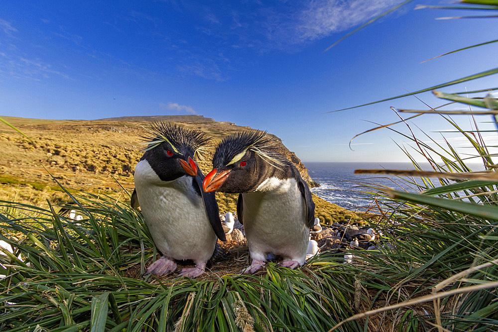 Adult southern rockhopper penguins (Eudyptes chrysocome), at breeding colony on West Point Island, Falklands, South America