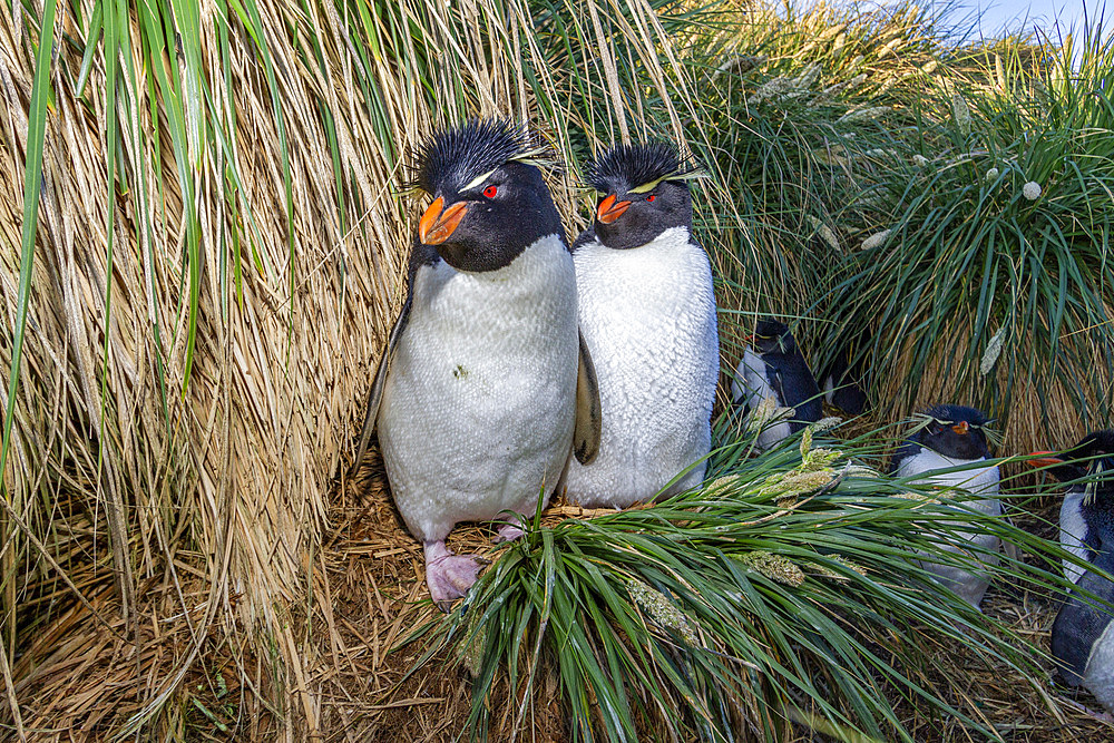 Adult southern rockhopper penguins (Eudyptes chrysocome), at breeding colony on West Point Island, Falklands, South America