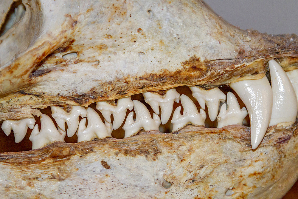 Skull of an adult female leopard seal (Hydrurga leptonyx), on display at the Natural History Museum in Stanley, Falkland Islands, South America