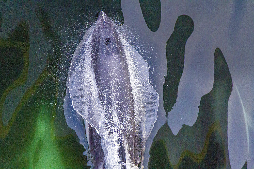 Adult Peale's Dolphin (Lagenorhynchus australis), bow-riding near New Island in the Falkland Islands, South America