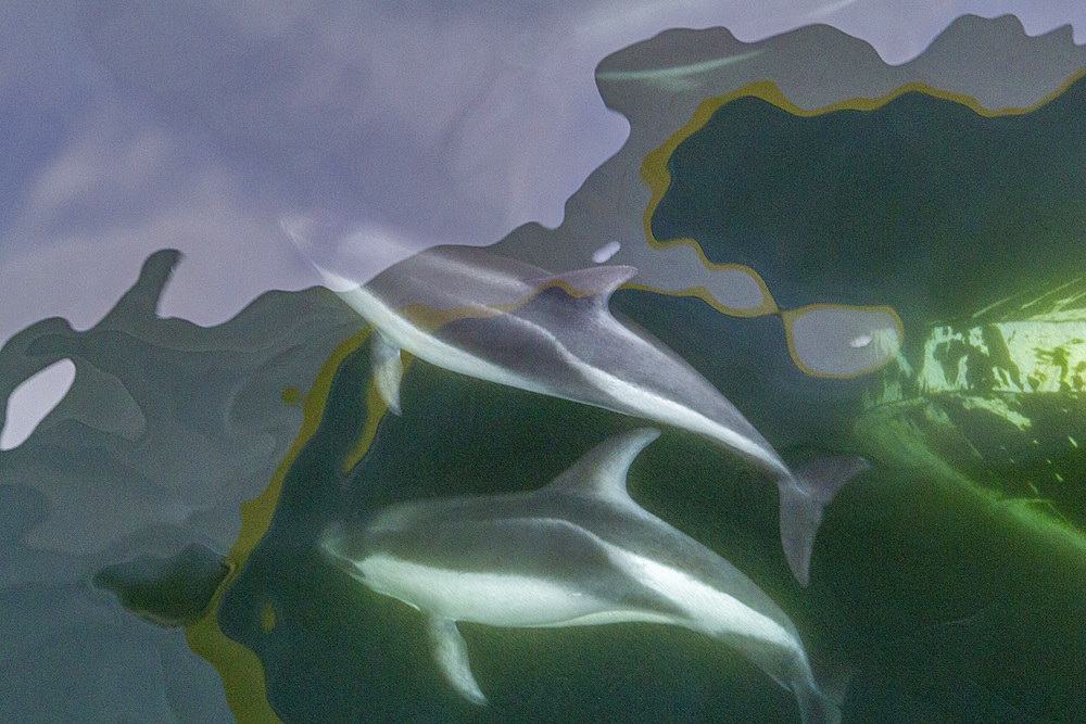 Adult Peale's Dolphin (Lagenorhynchus australis), bow-riding near New Island in the Falkland Islands, South America