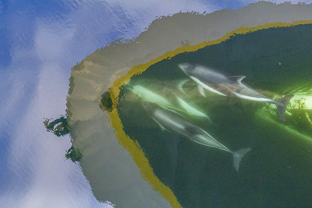 Adult Peale's Dolphin (Lagenorhynchus australis), bow-riding near New Island in the Falkland Islands, South America