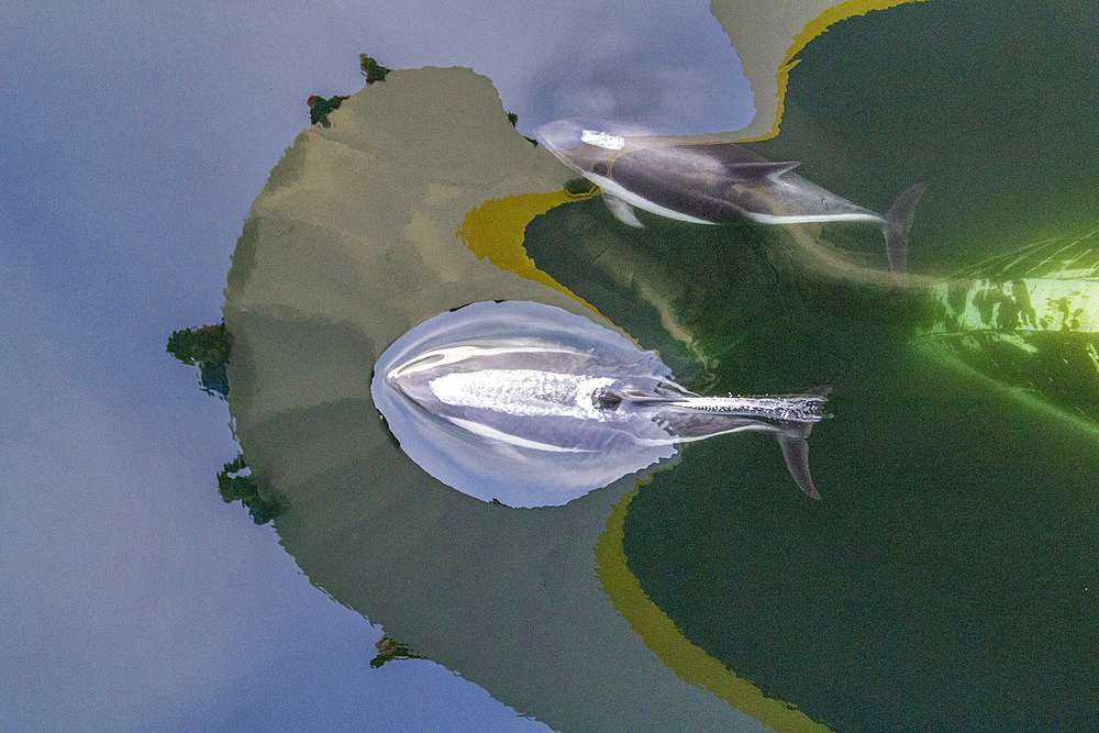 Adult Peale's Dolphin (Lagenorhynchus australis), bow-riding near New Island in the Falkland Islands, South America