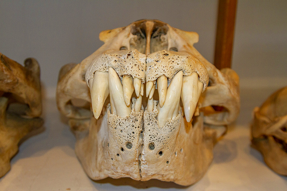 Adult bull southern elephant seal (Mirounga leonina), skull on display at the Natural History Museum in Stanley, Falklands, South America