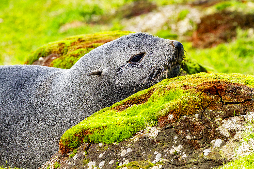 Adult Antarctic fur seal (Arctocephalus gazella), in Ocean Harbor on South Georgia Island, Southern Ocean, Polar Regions