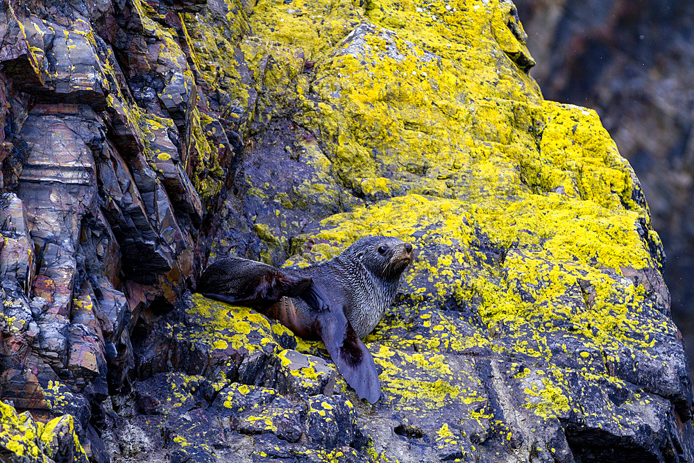 Adult Antarctic fur seal (Arctocephalus gazella), on lichen-covered rocks in Hercules Bay on South Georgia Island, Polar Regions