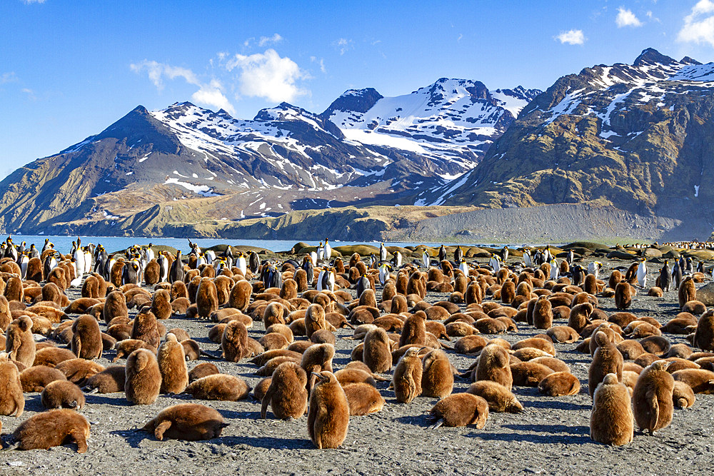 Adult and okum boy king penguins (Aptenodytes patagonicus) at breeding colony at Gold Harbor, South Georgia, Polar Regions