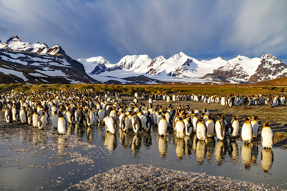 Sunrise on king penguins (Aptenodytes patagonicus) at nesting and breeding colony at Salisbury Plain, South Georgia, Polar Regions