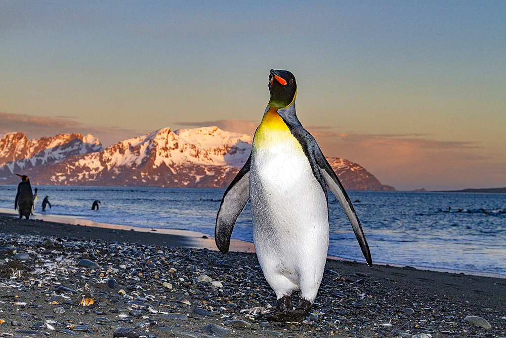 Sunrise on king penguin (Aptenodytes patagonicus) at nesting and breeding colony at Salisbury Plain, South Georgia, Polar Regions