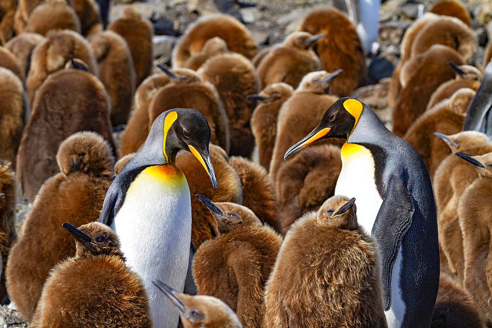 Adult king penguins (Aptenodytes patagonicus) amongst chicks (okum boys) at Salisbury Plain, South Georgia, Polar Regions