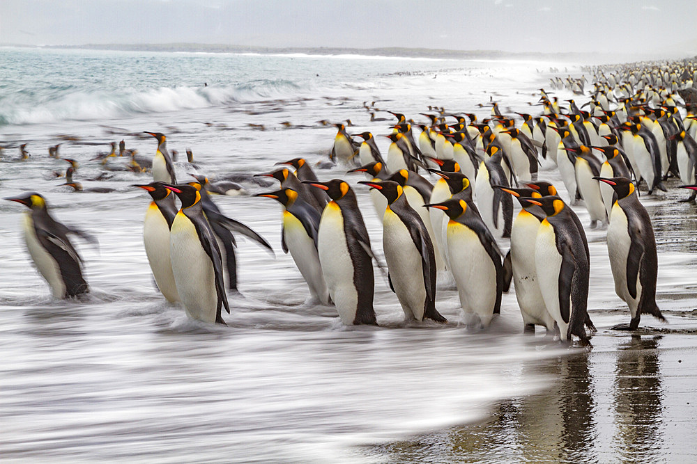 Creative motion blur image of adult king penguins (Aptenodytes patagonicus) returning to the sea on South Georgia, Polar Regions