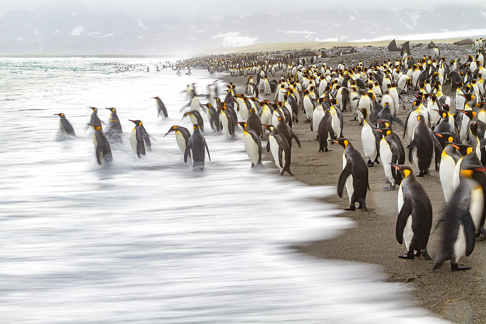 Creative motion blur image of adult king penguins (Aptenodytes patagonicus) returning to the sea on South Georgia, Polar Regions