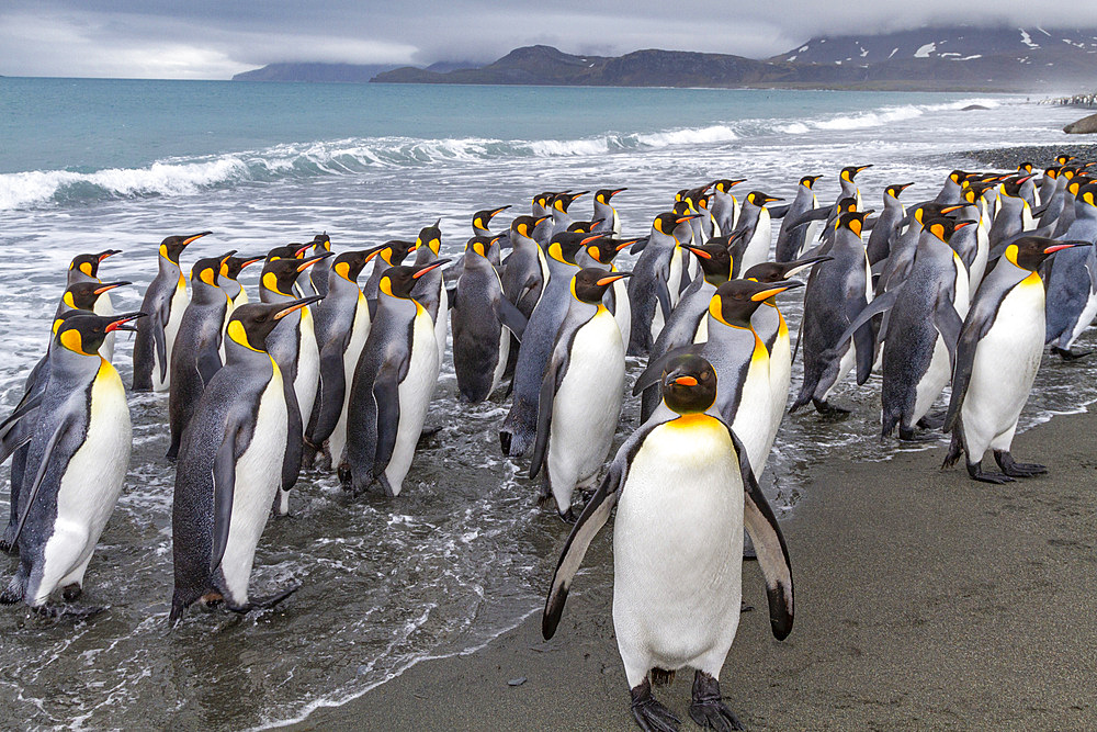 Adult king penguins (Aptenodytes patagonicus) returning from sea to the nesting colony at Salisbury Plain, South Georgia, Polar Regions