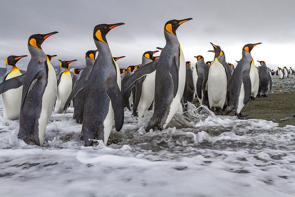 Adult king penguins (Aptenodytes patagonicus) returning from sea to the nesting colony at Salisbury Plain, South Georgia, Polar Regions