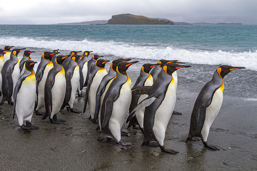 Adult king penguins (Aptenodytes patagonicus) returning to sea from the nesting colony at Salisbury Plain, South Georgia, Polar Regions