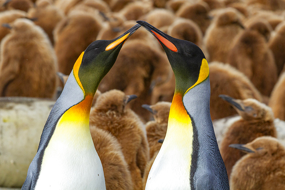 Adult king penguin (Aptenodytes patagonicus) amongst chicks at breeding colony at Gold Harbour, South Georgia Island, Polar Regions