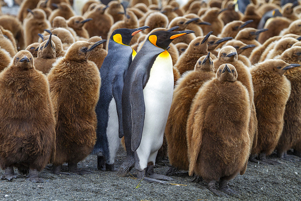 Adult king penguins (Aptenodytes patagonicus) amongst chicks at breeding colony at Gold Harbour, South Georgia Island, Polar Regions