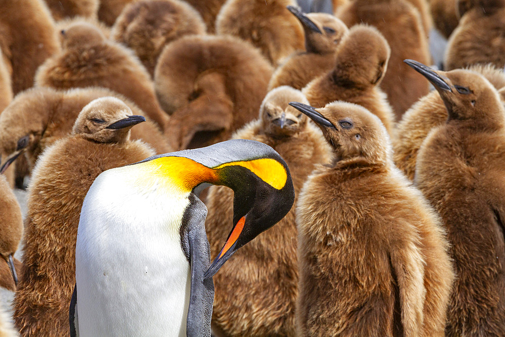 Adult king penguin (Aptenodytes patagonicus) amongst chicks at breeding colony at Gold Harbour, South Georgia Island, Polar Regions