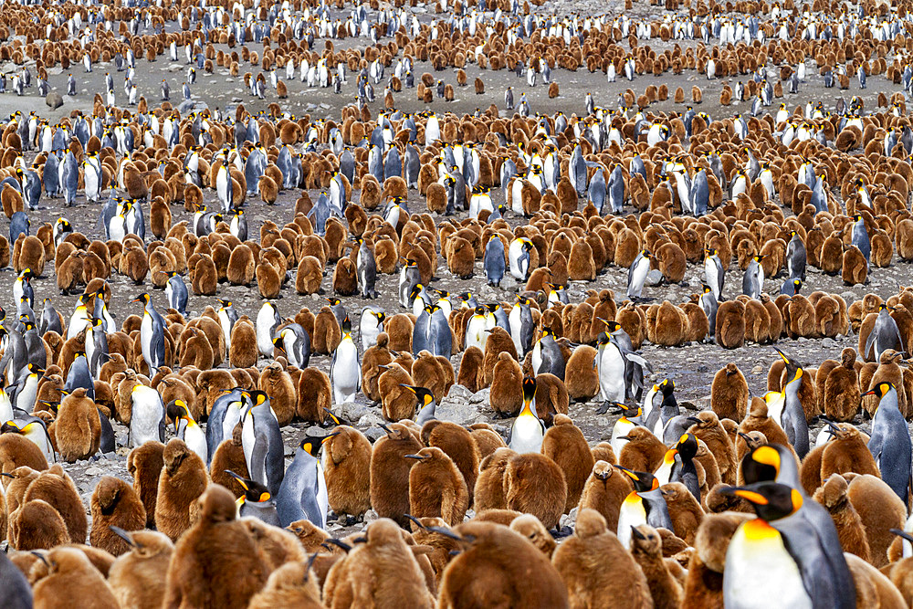 Adult king penguins (Aptenodytes patagonicus) amongst chicks at breeding colony at Gold Harbour, South Georgia Island, Polar Regions