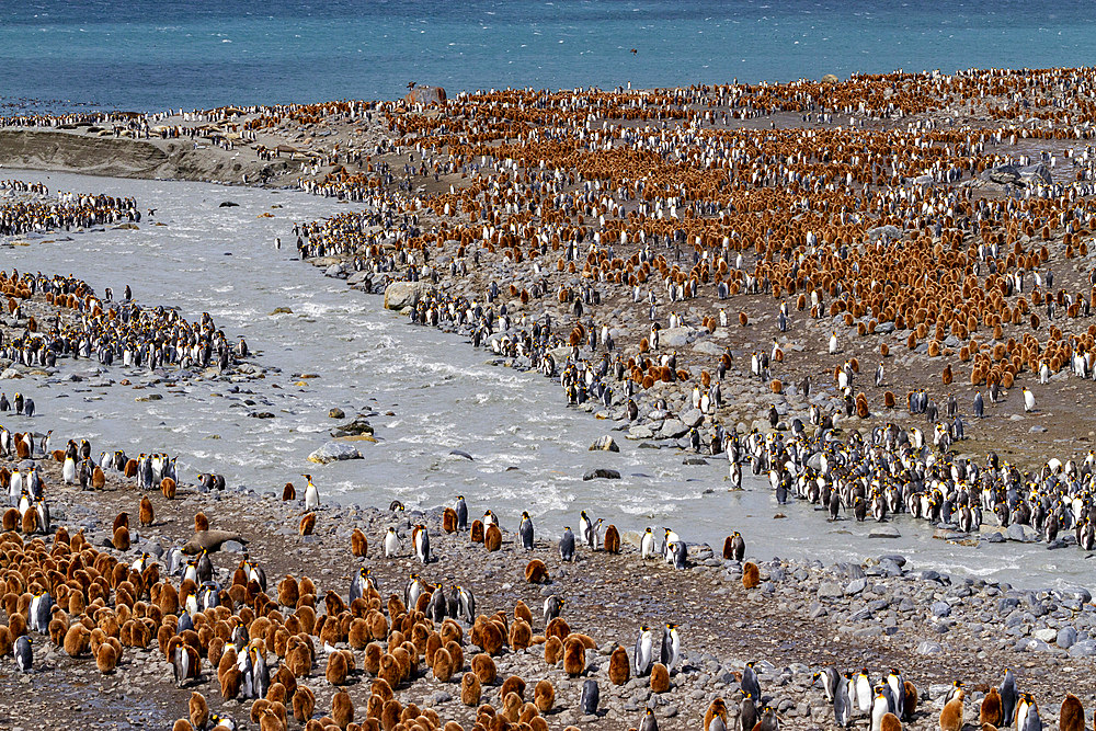 Adult king penguins (Aptenodytes patagonicus) amongst chicks at breeding colony at Gold Harbour, South Georgia Island, Polar Regions