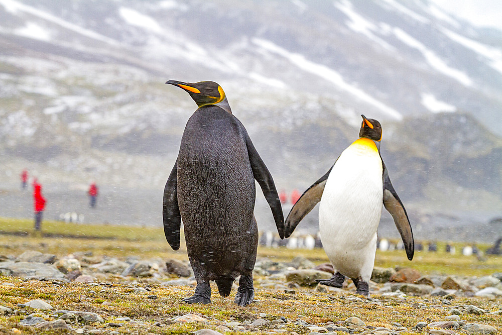 A rare adult melanistic king penguin (Aptenodytes patagonicus), returning from feeding at sea tin Fortuna Bay, South Georgia, Polar Regions