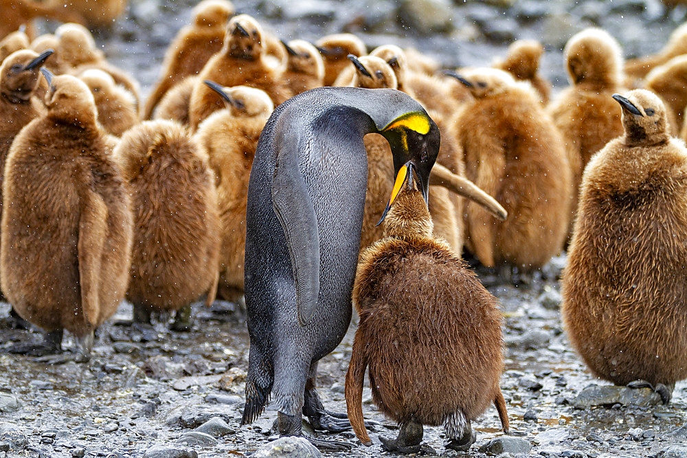 A rare melanistic king penguin (Aptenodytes patagonicus), feeding its okum boy chick at Fortuna Bay, South Georgia Island, Polar Regions