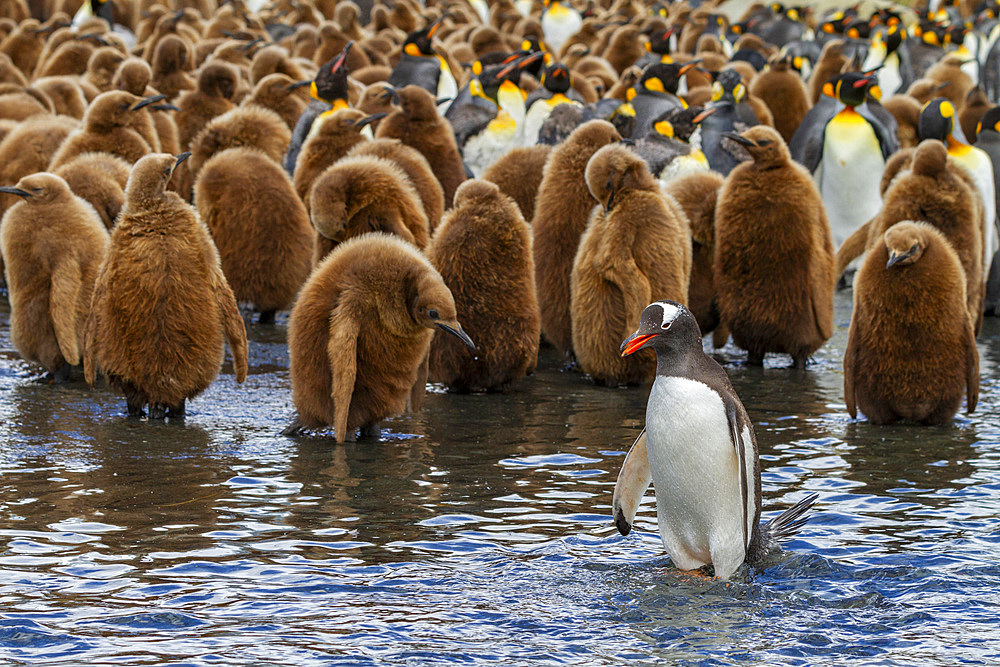 Adult gentoo penguin (Pygoscelis papua) amongst king penguins (Aptenodytes patagonicus) at nesting and breeding colony at Gold Harbour on South Georgia Island, Southern Ocean, Polar Regions