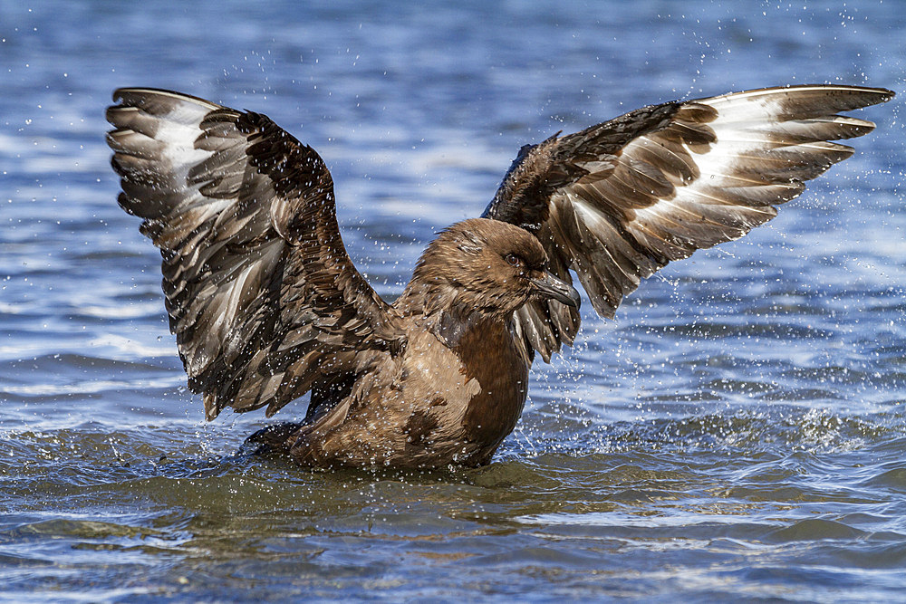 Adult Subantarctic Skua (Catharacta antarctica lonnbergi) cleaning itself in glacier run off at Stromness Bay, South Georgia, Polar Regions