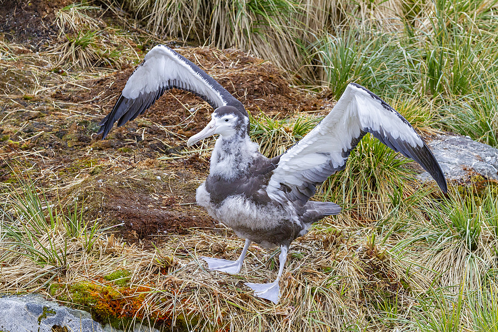 Wandering albatross (Diomedea exulans) chick at nest site on Prion Island in the Bay of Isles, South Georgia, Polar Regions