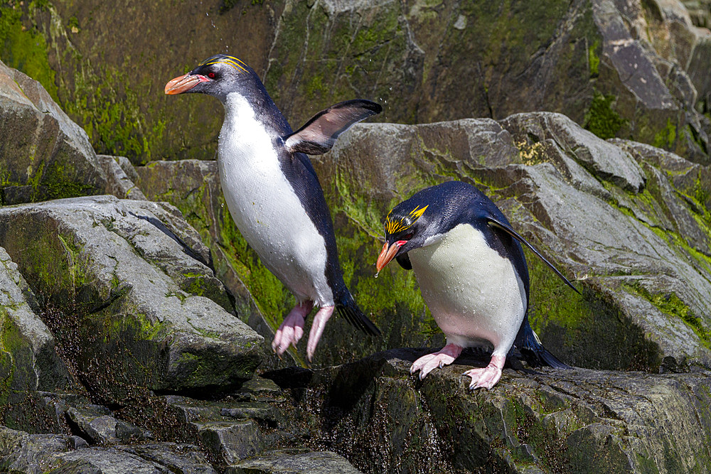 Macaroni penguins (Eudyptes chrysolophus) scrambling up steep cliffs at Hercules Bay on South Georgia Island, Polar Regions