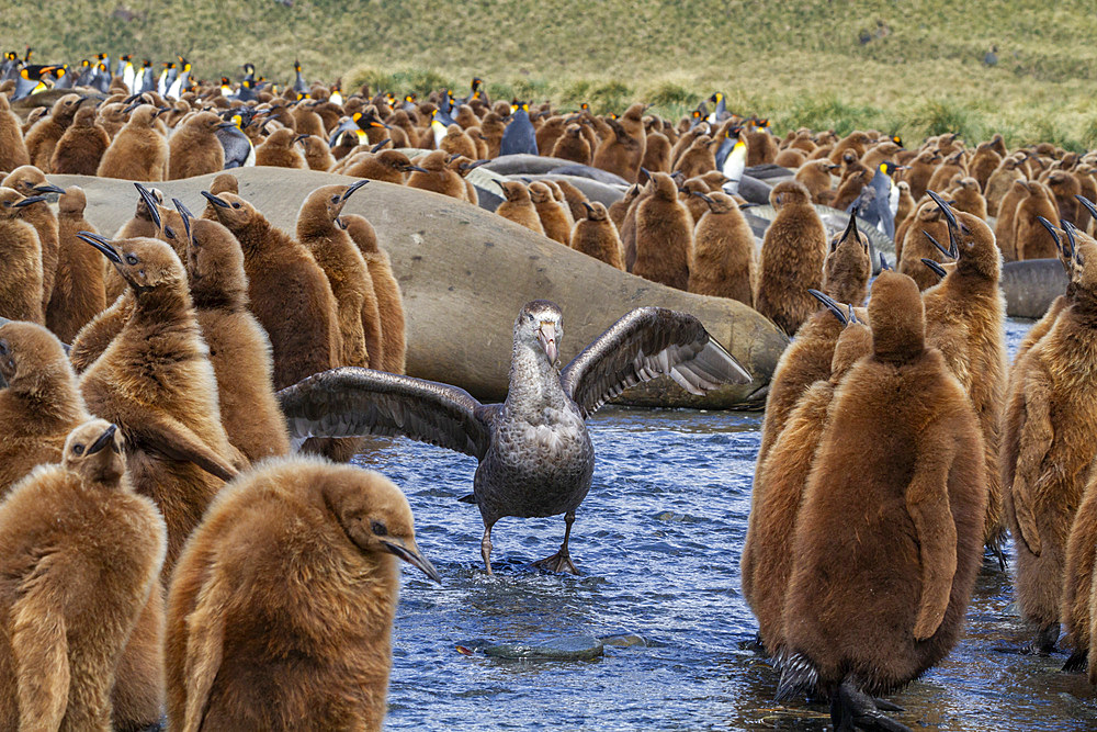 Northern giant petrel (Macronectes halli) amongst king penguin chicks at Gold Harbour, South Georgia, Southern Ocean, Polar Regions